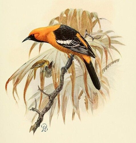 birdsofcaliforni01daws_0159