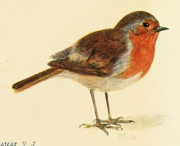 britishbirdsinth02john_00512