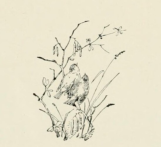 birdloreas12nati_0228