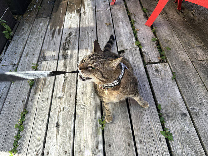 evil-leash