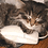 foreverkitten