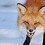 nebfox